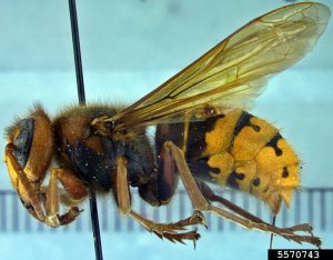 A side on image of a European hornet, its brown legs are underneath the body. The brown thorax is visible, and the abdomen is predominantly yellow with some black markings, which are more pronounced towards the thorax