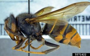 A side on view of an Asian Hornet, it's yellow tipped legs are folded underneath it. You can see the dark thorax and the dark abdomen with yellow/orange segments towards the tail end of the hornet.