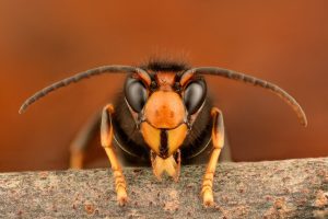 A close up of the head of an Asian Hornet (Vespa Velutina). The hornet has an inverted triangular shaped face, which is an orangey yellow colour, with two large black eyes and a dark brown antennae above each eye