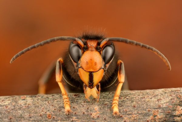 A close up of the head of an Asian Hornet (Vespa Velutina). The hornet has an inverted triangular shaped face, which is an orangey yellow colour, with two large black eyes and a dark brown antennae above each eye