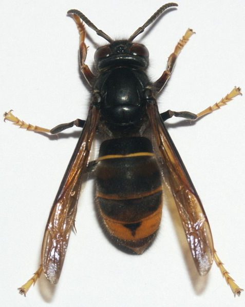 View of an Asian Hornet from the top. Its yellow tipped legs are clearly visible, as is the dark thorax and abdomen, with orange segments towards the bottom of the abdomen