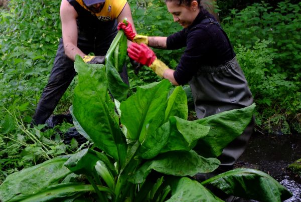 American Skunk Cabbage Project