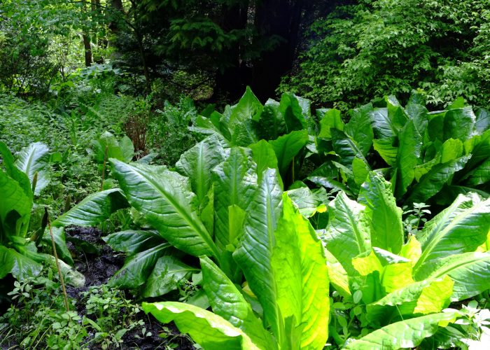 190611 American Skunk Cabbage Removal Meanwood park 180519 O JC (2)